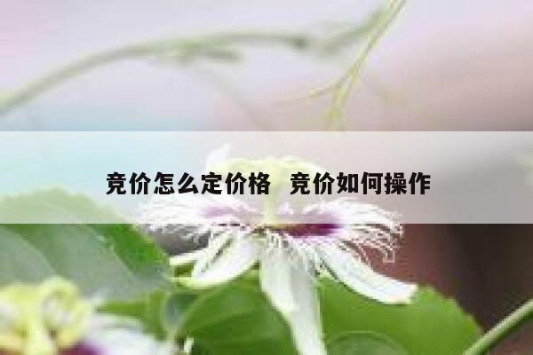 竞价怎么定价格  竞价如何操作