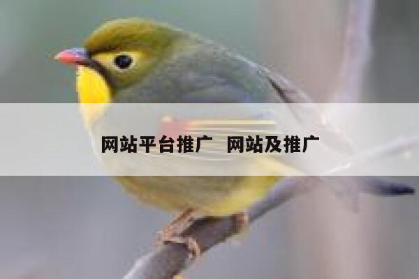 网站平台推广  网站及推广