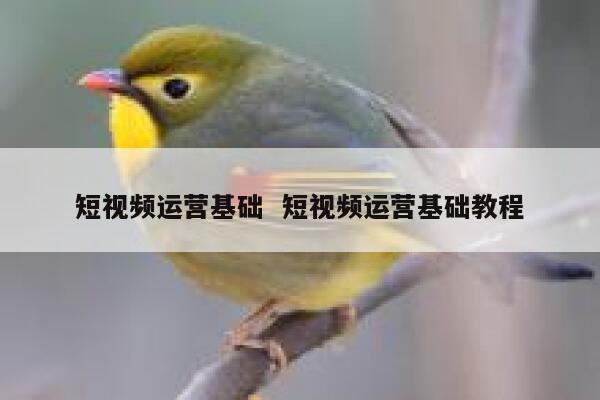 短视频运营基础  短视频运营基础教程