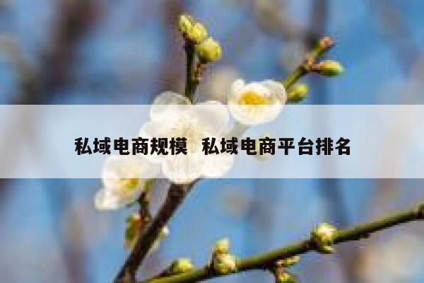 私域电商规模  私域电商平台排名