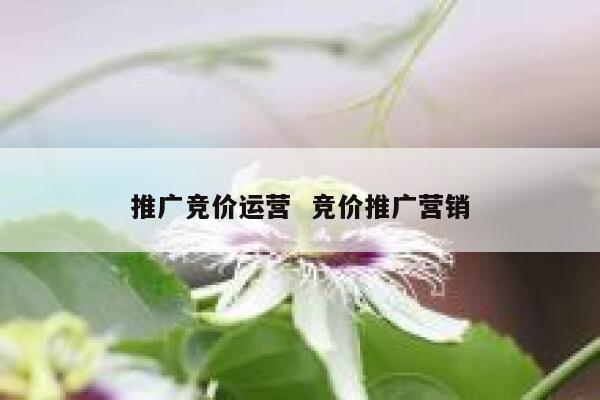 推广竞价运营  竞价推广营销