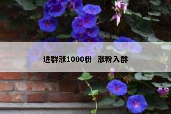 进群涨1000粉  涨粉入群