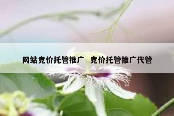 网站竞价托管推广  竞价托管推广代管